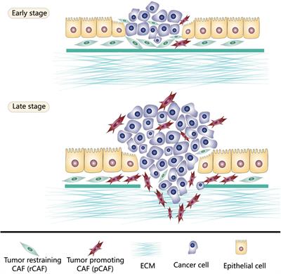 Cancer-Associated Fibroblasts Suppress Cancer Development: The Other Side of the Coin